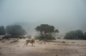 Skeleton Coast Lion 0391