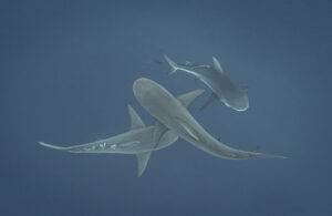 Bull sharks, Seychelles 0456