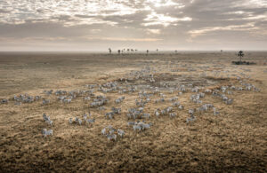 Zebra Migration Makgadikgadi 0720-2
