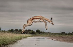 Kgalagadi Springbok 0775