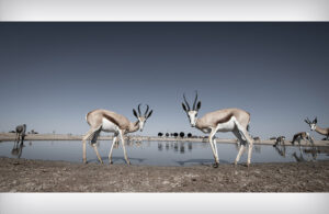 Springbok Waterhole Namibia 1568