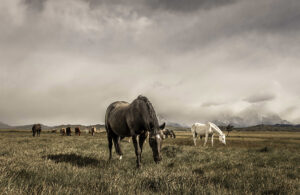 Horses, Torres del Paine, Patagonia, Chile 2762