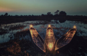 Mekoro Okavango Delta 3152