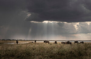 Makgadikgadi Wildebeest 3629