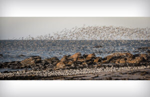 Arctic Terns West Coast 51164