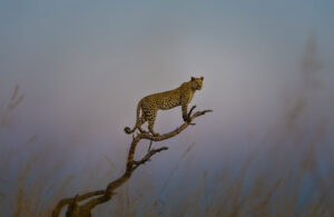 Leopard Sunrise 5533