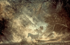 Zebra Light Boteti 5541