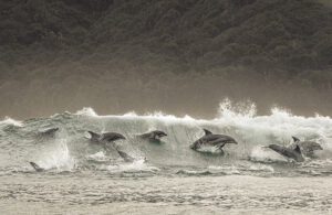 Bottlenose dolphin pod surfing through wave, (2) Transkei 57359