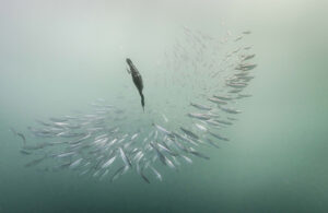 Cape cormorant hunting sardines, Transkei 6421