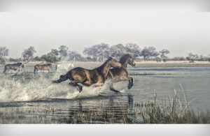 Horses On An Okavango Floodplain 6489