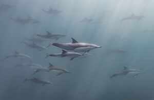 Common dolphin pod, Transkei 7060