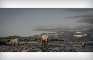Grizzly bear and cub, Alaska 870215