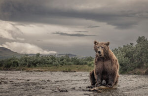 Grizzly bear boar, Alaska 870750
