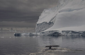 Humpback whale tail in front of iceberg, Antarctica 871258
