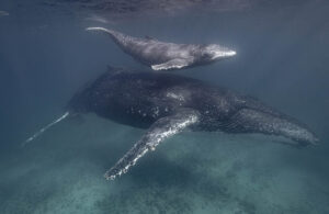 Humpback whale with calf underwater, (2) Australia 872204