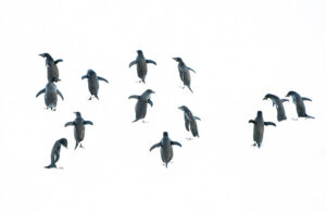 Adelie Penguins Antarctica 8790