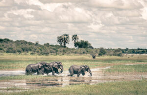 Boteti River Elephants 9032