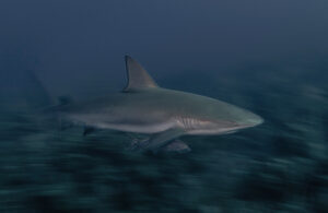 Galapagos shark and jack, Cuba 9267