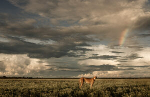 Kgalagadi Rainbow & Cheetah 9308