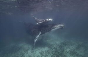 Humpback whale with calf underwater, (1) Australia D872193
