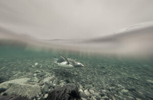 Gentoo penguin and snow-clad landscape, Antarctica G0089526